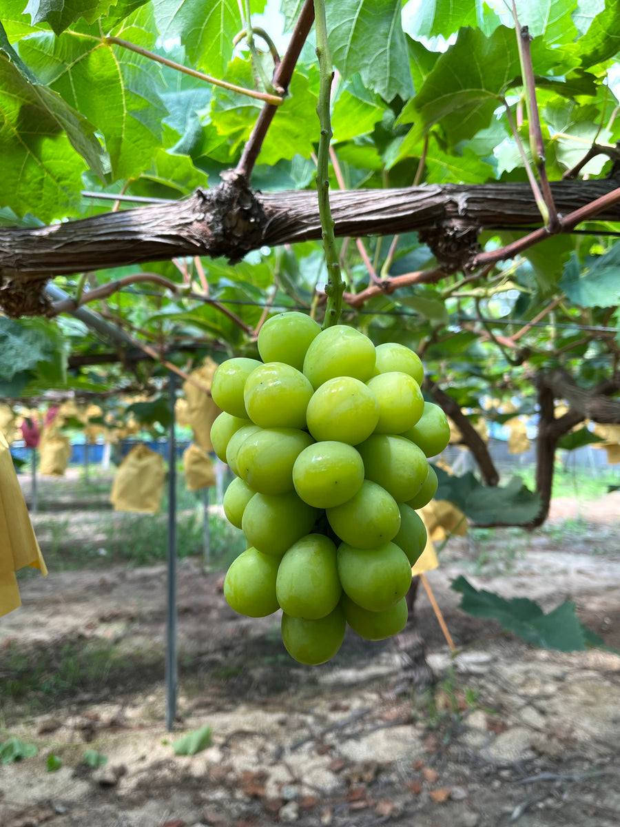 FullSizeRender_1200x1200.heic?