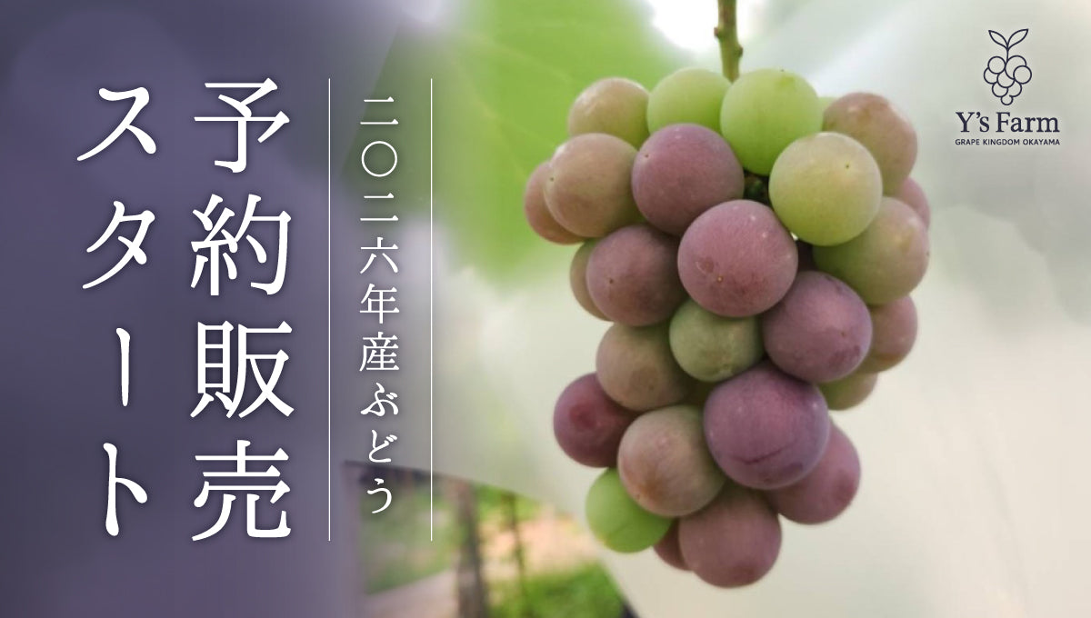 2026年産 Y's Farmのぶどう予約販売を開始いたしました