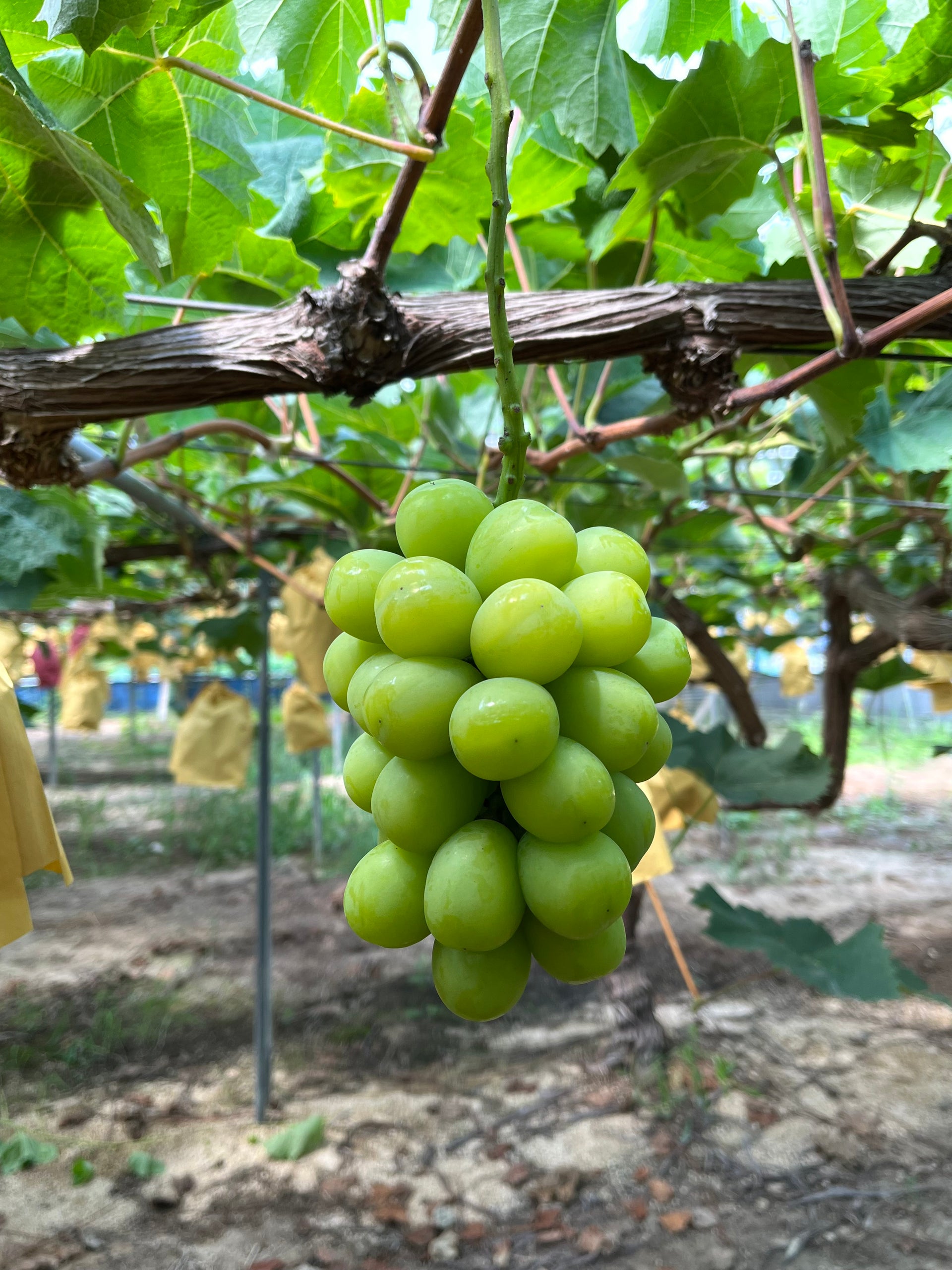シャインマスカット – 株式会社Y'sFarm（旧ゆうや農園）